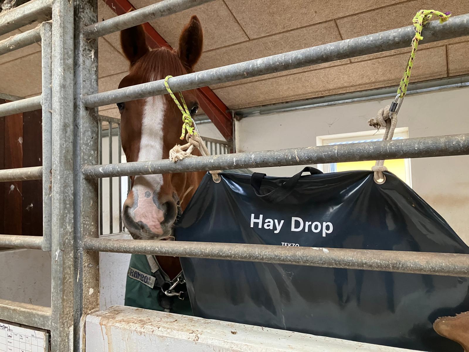 Horse eating from HayDrop in a stable